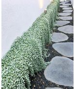 4&quot; Live Plant Dichondra Repens Silver Falls Kidney Weed - £19.69 GBP