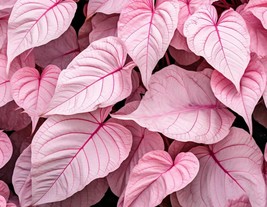 6 Pinky Swear Caladium Elephant Ears Bulbs  - $33.90