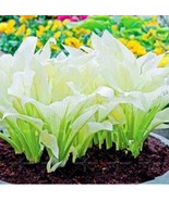 SL 200Pcs Japanese Hosta Seeds - Milky White Ornamental Leaves - $6.91
