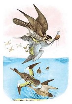 The Wandering Falcon (Great-Footed Hawk) by Theodore Jasper - Art Print - £17.42 GBP+
