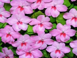 50 Impatiens Seeds Impatiens Sun And Shade Sea Shell - £16.42 GBP