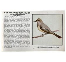 Ash Throated Flycatcher Print 1931 Blue Book Birds Of America Art PCBG13A - $14.01 CAD