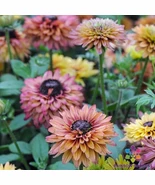 200+ Amazing Caramel Mix Rudbeckia Seeds for Garden Planting - €3,48 EUR