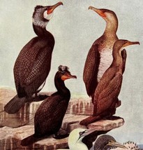Cormorants And Gannet Seabirds 1936 Bird Art Lithograph Color Plate Prin... - $39.99
