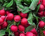 100 Champion Radish Seeds Non Gmo Heirloom Fresh Garden Seeds Fast Shipping - $8.99