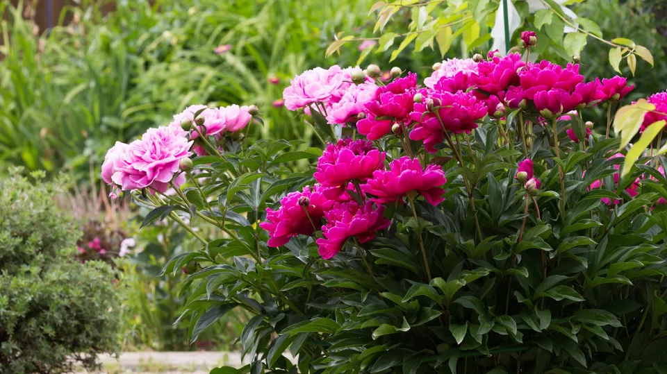 Semilir Peony Mix Paeonia Suffruticosa Tree Bush Flower 10 Seeds - $9.67