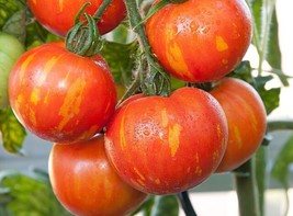 50 Seeds Tigerella Tomato Tomatoe Vegetable Garden Edible Canning - £2.73 GBP