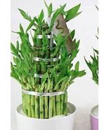 Lucky Bamboo Seeds Variety Complete Dracaena Plant The Budding  - $10.25