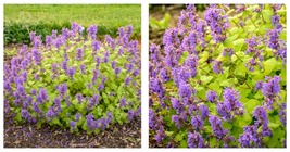 Live Plant - Chartreuse on the Loose Catmint Perennial - Nepeta - Quart Pot - £36.86 GBP