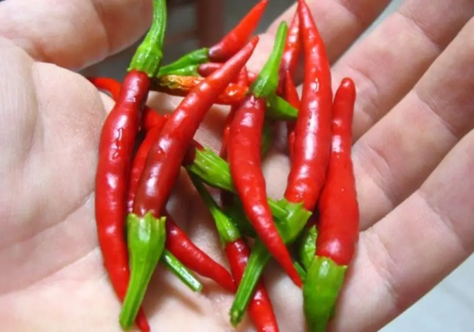 25 Seeds Red Hot Peppers Fresh Vegetables Gardening USA SHIPPIING - $12.50