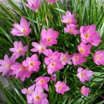 Pink Rain Lily Zephyranthes Rosea 100 Pure Seeds Seeds  Grown - £5.74 GBP