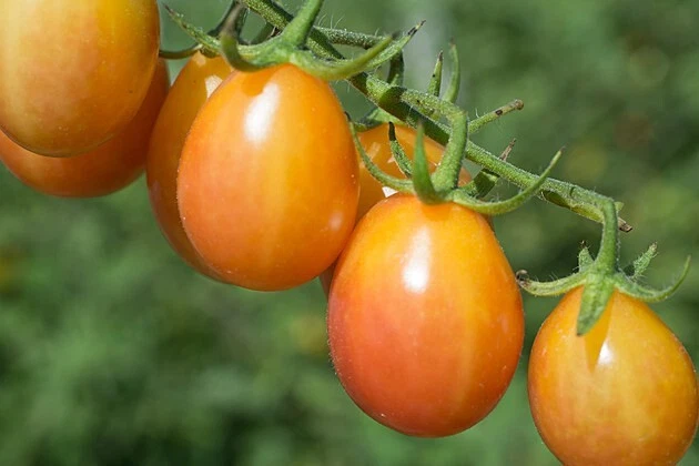 50 Seeds Scarlet Sunrise Tomato Vegetable Fast US Shipping - $9.75