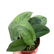Pothos Jade Satin-6" Pot - $1,494.23 MXN