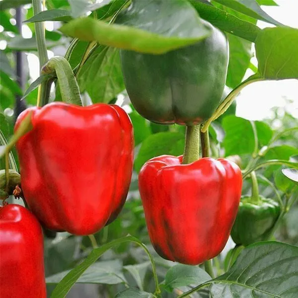 Red Bell Pepper Xl 50 Seeds USA Seller Garden Fresh - $7.98