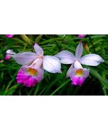 Hawaiian Bamboo Orchid Arundina Graminifolia Roots 1 Pack 2 Roots Kanoa ... - £18.86 GBP