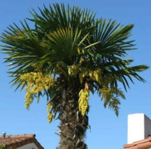 10 Pc SeedsTrachycarpus fortunei Plant, Chinese Windmill Palm Seeds | RK - $25.20