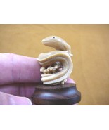 (tb-eel-1) Eel electric moray TAGUA NUT palm figurine Bali detailed carv... - £38.60 GBP