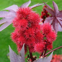 New Fresh Seeds Castor Bean Seeds Ricinus Communis Impala Flower Seeds 100 Seeds - $19.98