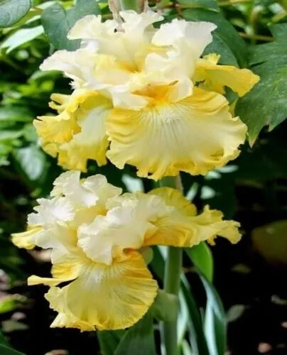 25 Seeds Iris Sun Yellow Flower Garden - $7.98