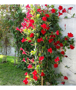 100Pcs Mandevilla Sanderi Seeds Red Flowers - $10.67