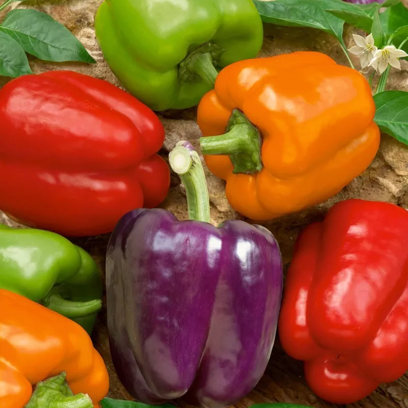 SYST 50 Seeds Rainbow Bell Pepper Non Gmo Seed Catalog Home Garden - $9.55