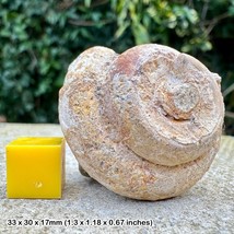 Genuine Gastropod Fossil - Upper Chalk, Cretaceous, Snowdon Hill, Chard, UK - - $29.31