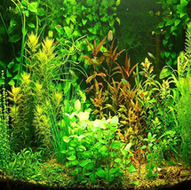 Aquarium Grass Seeds Water Aquatic Plant Seeds (Mix Included 15 Kinds) - £10.73 GBP