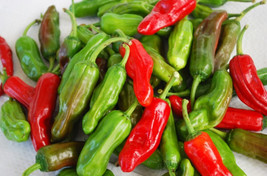 25 Fresh Golden Greek Pepperoncini Premium Nongmo Pepper Seedsb 29 - £6.23 GBP