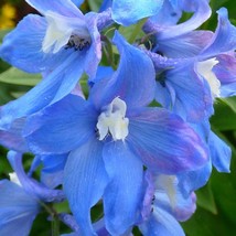 USA Seller Blue Delphinium Seeds Fresh Organic Delphinium Elatum Seeds Blue Outd - £10.80 GBP