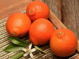 5 Duncan Grapefruit Seeds Planting Gardening USA SHIPPING - $9.96