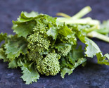 250 Early Fall Rapini Broccoli Seeds - Fast Shipping - $8.99