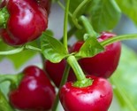 25 Red Cherry Sweet Pepper Seeds  Non Gmo Heirloom Fast Shipping - $8.99