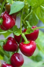 25 Red Cherry Sweet Pepper Seeds  Non Gmo Heirloom Fast Shipping - £7.07 GBP