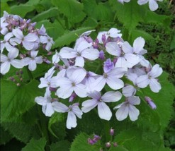 OKB 30 Perennial Honesty Seeds - Lunaria Rediviva - Fragrant Lilac-White Blooms - £10.24 GBP