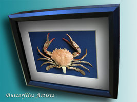 Ovalipes Ocellatus Real Lady Crab Atlantic Leopard Framed Taxidermy Shad... - $129.99