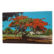 Postcard Colorful Flame Tree Of Florida The Royal Poinciana Tree Chrome ... - £5.17 GBP