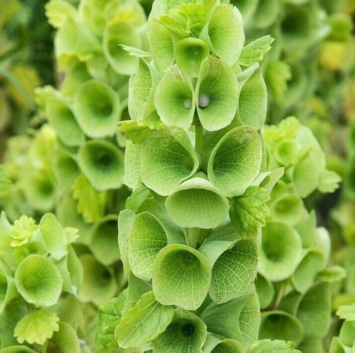 PSA Bells Of Ireland Flower Seeds 100 Moluccella Laevis Green Flowers Easy Grow - $13.15