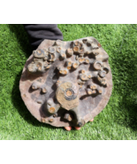 Very Rare Platyclymenia &amp; Gonitites plate ammonites fossil moroccan fossil - $6,585.10 MXN