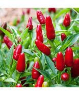 Pequin Chili Pepper Seeds, Piquin, Bird Pepper, Compact Spicy Chili, FRE... - $30.30 MXN+