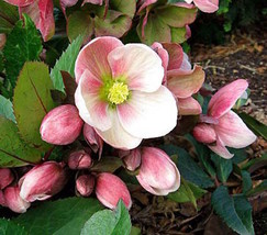 30+ Hellebor Aka Christmas Rose Perennial Perennial Winter Flower Seeds - $14.04