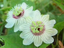 KKG Passiflora Foetida Vine 10 Seeds Edible Stinking Climbing Passion Fr... - $8.89