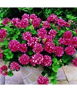 SL Geranium &#39;Arctic Red&#39; Red Violet Semidouble Petals White Stripes Big ... - $3.54 CAD