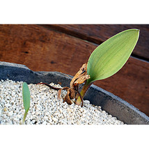 5 Seeds Eriospermum Lanceifolium Root Block Mist Ice Jade Seed Fresh Gar... - $55.53