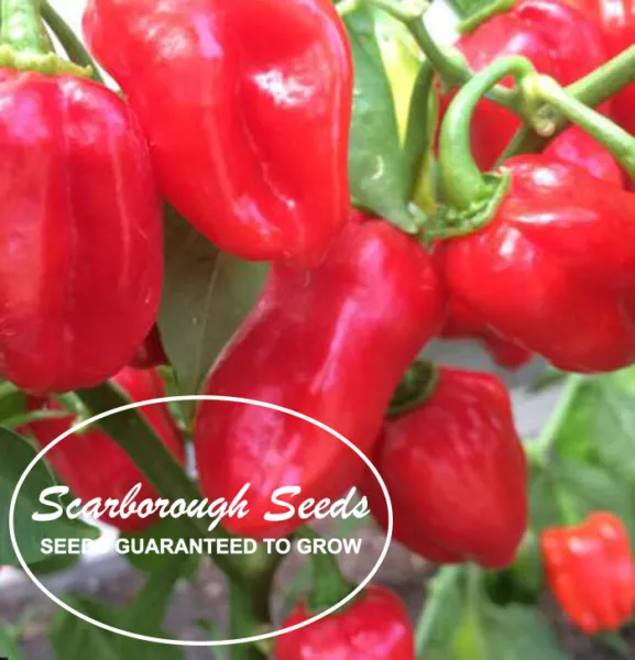 Scarborough Seeds Habanero Caribbean Red Pepper 100 Seeds Free Same Day Shipping - £7.09 GBP