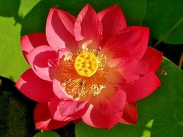 5 Of Of Red Lotus Seeds Nelumbo Nucifera - £10.22 GBP