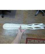 W3-o) 25&quot; Paddlefish skeleton head bill Polyodon spathula spoonbill padd... - $637.14 CAD
