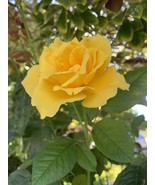 Radiant Perfume Rose Fragrant Large Yellow￼ Rose 10 Stems For Planting U... - £15.71 GBP