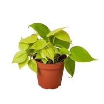 Philodendron 'Neon'-4" Pot - $630.99 MXN