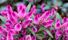 HOT SEEDS Celosia Spicata wheat Flamingo Feather purple pink fuschia flowers see - £10.39 GBP