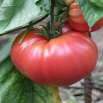 German Johnson Tomato Seeds | Heirloom Tomatoes | Giant Beefsteak Bulk F... - £9.21 GBP